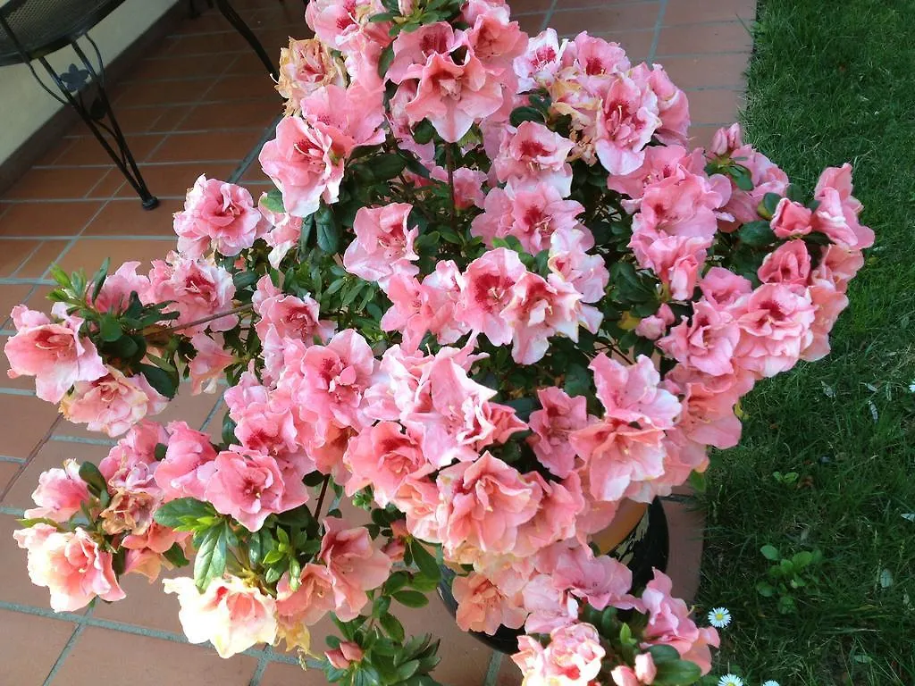 Mariarosa Hotel Montecatini Terme 0*,  Italy